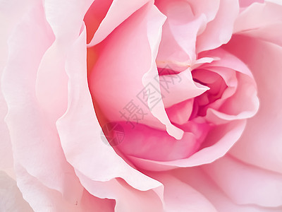 夏花花园的美丽灌木玫瑰 夏季在英格兰赫特福德郡开花 种植和园艺生长花坛植物学花盆温室购物花园园林晴天中心图片
