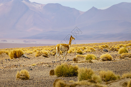Atacama沙漠野外的智利安第斯高原火山地标高原假期摄影生态旅游景观哺乳动物荒野气候图片