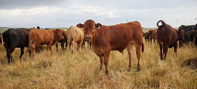 牛群在农村的养牛场 田地和农村草地上放牧 漫游和繁殖 自然界中的乳制品动物 牛和棕色牲畜 牧场和牧场 用于牛肉工业图片