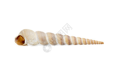 白色背景上的圆锥壳Terebridae的点形图像 海底动物 海壳海洋螺旋纪念品宝藏蜗牛海滩宏观旅行热带生活图片