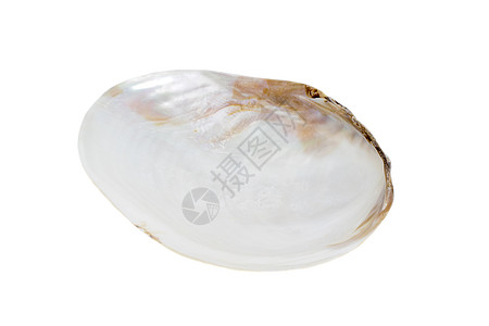 在白色背景上珍珠贝壳蛤图像 海底动物 贝壳奢华牡蛎双壳异国热带海滩海洋珍珠情调展示背景图片