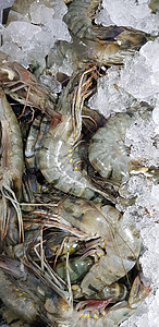 来自市场的鲜虾生虾或甲壳类动物或甲壳类动物美食盘子宏观海鲜食物甲壳餐厅拼盘贝类老虎图片