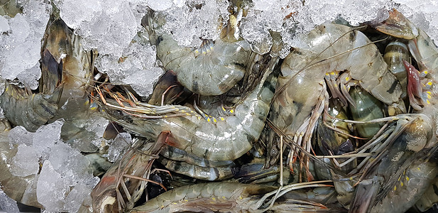 来自市场的鲜虾生虾或甲壳类动物或甲壳类动物食物美食甲壳盘子餐厅老虎宏观贝类海鲜拼盘图片
