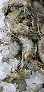 来自市场的鲜虾生虾或甲壳类动物或甲壳类动物盘子老虎拼盘海鲜餐厅甲壳食物宏观美食贝类图片