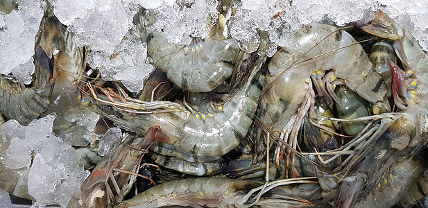 来自市场的鲜虾生虾或甲壳类动物或甲壳类动物美食餐厅食物海鲜拼盘甲壳贝类老虎宏观盘子图片