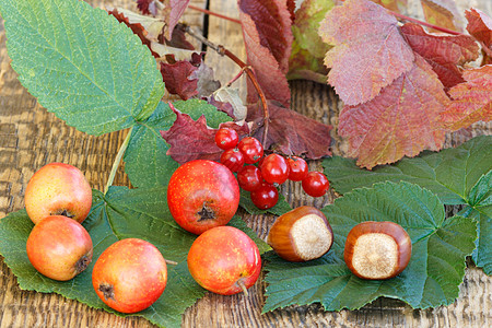 秋天仍以胡须 栗子和枝的果实为生绿色公园红色橙子黄色叶子木板山楂桌子荚蒾图片