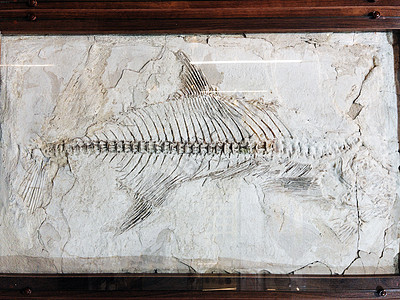 博物馆史前鱼类的骨骼化石地质学岩石生物学订金历史石器时代标本菊石科学考古学图片