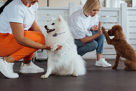 小棕面和白雪白的日本人Spitz 与狗训练员一起在宠物屋接受培训棕色女士动物随笔公主贵宾犬宠物狗师爪子图片