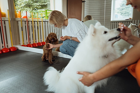 小棕面和白雪白的日本人Spitz 与狗训练员一起在宠物屋接受培训公主爪子宠物棕色随笔女士狗师贵宾犬动物图片