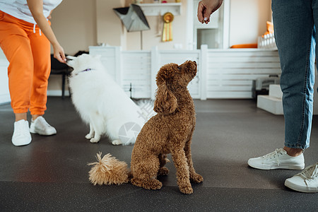 小棕面和白雪白的日本人Spitz 与狗训练员一起在宠物屋接受培训狗师动物贵宾犬棕色随笔公主爪子女士宠物图片