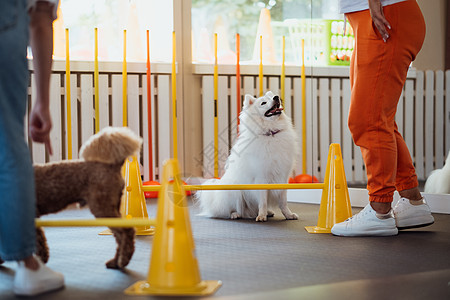 小棕面和白雪白的日本人Spitz 与狗训练员一起在宠物屋接受培训宠物公主贵宾犬棕色爪子女士狗师动物随笔图片