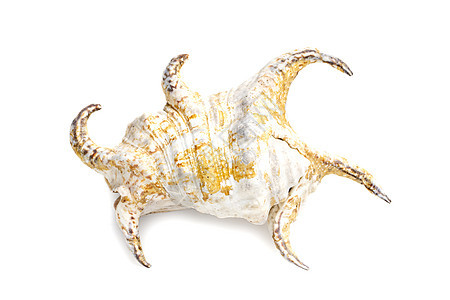 的图像 白色背景上的 海底动物 贝壳生态旅行收藏宏观热带风格装饰螺旋生活工作室图片