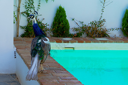 雄性孔雀在游泳池边缘漫步图片
