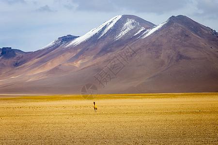 Atacama沙漠野外的智利安第斯高原野生动物国际山脉全景摄影哺乳动物地标旅游火山普纳图片