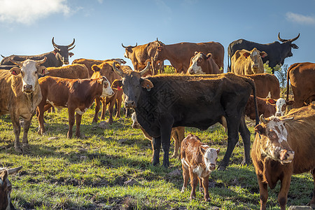 日落时牛群放牧巴西南部天空哺乳动物爬坡牛奶草地风景摄影奶牛牧场全景图片