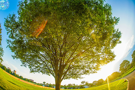 新的绿色大树和阳光天空文化叶子橙子阴影太阳背景日落植物公园图片
