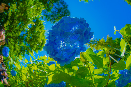 蓝花兰和新绿色风格枕仓形象男性花瓣好天气雨季植物叶子女性图片