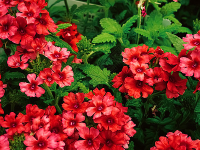英格兰赫特福德郡花园中心的美丽花朵 种植和园艺花坛花盆植物学温室英语绿化购物环境后院场地图片