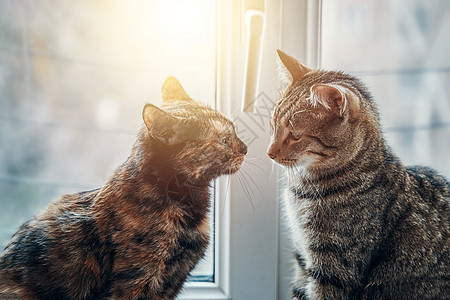 两只猫坐在窗台上 阳光照耀朋友日光小猫闲暇虎斑毛皮猫科动物好奇心动物猫咪背景图片