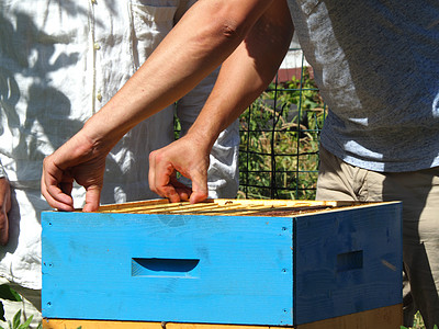 养蜂大师拔出一个带蜂蜜的框 从蚁群中的蜂巢里提取出来甜食爱好农场收成工人昆虫蜜蜂阳光灭绝控制图片