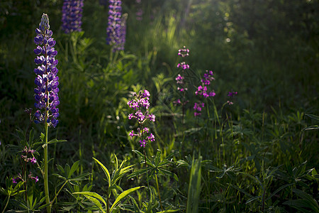 在夜晚的阳光下 紧贴着葡萄园里的花朵植物植物群花瓣野花草地场地植物学蓝色花束叶子图片