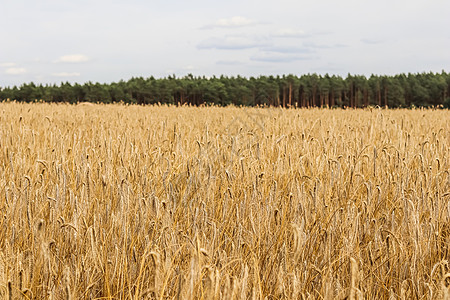 干燥成熟的黑麦草地 农村风景 自然背景 农业 收获概念季节穗状小穗植物耳朵粮食谷物生长生产植物学图片