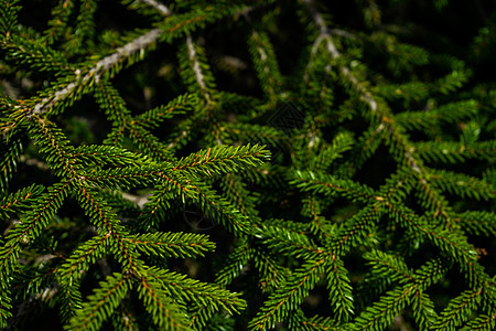 青树的绿枝绿色松树植物图片