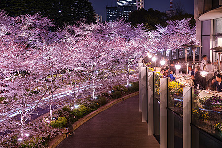 东京夜景东京市中心的樱花花全开景观夜景街景晴天植物天空樱花摩天大楼男人城市背景