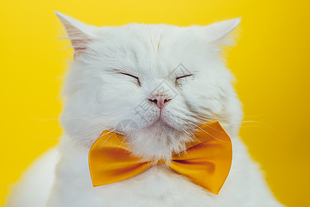 穿着黄领带的白睡猫 工作室肖像 美味的家庭小猫 在多彩的墙壁背景上出现图片