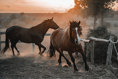 在日落或日光下奔驰 美丽的年轻马匹在牧场的畜栏里奔跑 动物和农场的概念草地女孩们跑步灰尘鬃毛女性农业动作车手运动图片