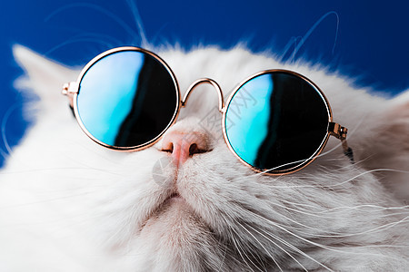 蓝墙上隔离着时装太阳镜 画室里有毛绒猫 动物 朋友和家喻户晓的观念 笑声猫科乐趣眼睛猫咪蓝色男性哺乳动物摄影框架小猫背景图片