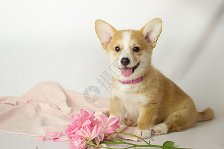 威尔斯科吉彭布罗克小狗在花朵中快乐犬类幸福工作室毯子乐趣幼兽宠物哺乳动物动物图片