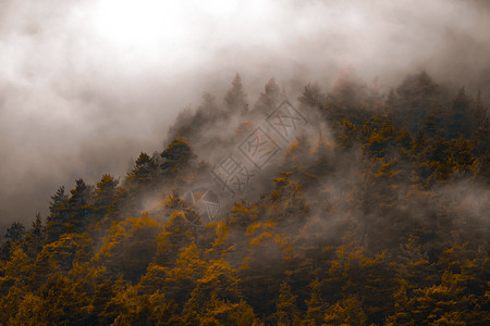 秋叶暗雾林木头森林旅行植物天气公园场景环境阳光农村图片