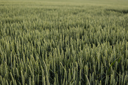 在阳光明媚的一天 绿小麦耳朵在农业田里生长国家晴天食物谷物天空场景土地农场种子太阳图片