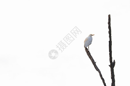 死树动物荒野环境大都会照片栖息野生动物天空蓝色羽毛图片