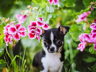 绿色草地上的漂亮黑白吉娃娃小狗公园动物彩旗野生动物宠物花朵相机生物玩具哺乳动物图片