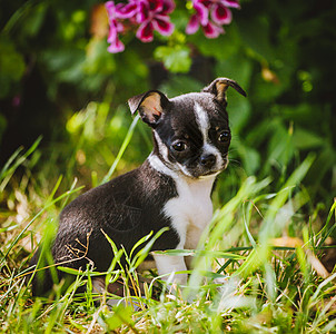 绿色草地上的漂亮黑白吉娃娃小狗动物荒野玩具宠物犬类生物彩旗野生动物牧场相机图片