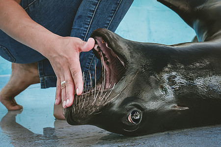 动物园南美海狮兽医培训表演野生动物三角俘虏医学牙医展示海豹培训师荒野图片