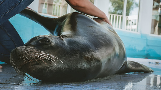 动物园南美海狮兽医培训动物海豹食肉狮子海军海滩训练医学牙医动物界图片