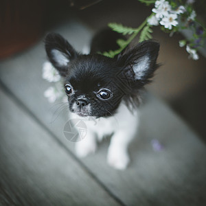漂亮的黑白色吉娃娃小狗 鲜花生物公园牧场犬类玩具野生动物彩旗相机草地动物图片