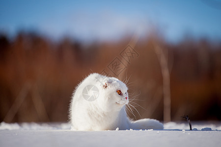 苏格兰fold cat 冬季田地肖像成人头发阳光动物森林村庄时候胡须家畜猫科动物图片