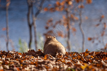 秋天公园的bubak或草原马莫特橙子土拨鼠宠物蓝色农村村庄森林哺乳动物植物荒野图片
