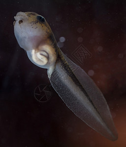 巴西角青蛙在水中吃土豆异国濒危宠物幼虫野生动物动物生物学游泳捕食者木头图片