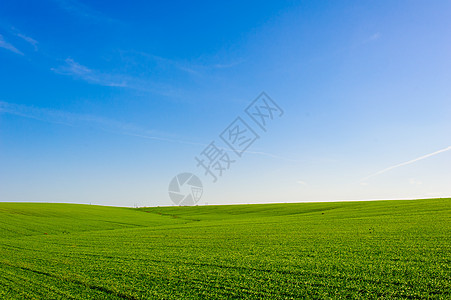 乌克兰绿色麦田 蓝天和太阳 白云 仙境 未成熟的绿色麦田在夏天日落天空下与云 未成熟的绿色麦田在夏天日落天空下与云食物村庄营养素图片