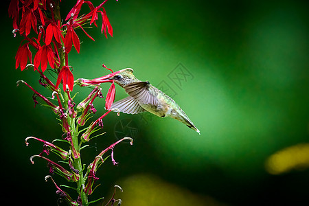 以一朵红花为食女性红宝石观鸟半边莲喉蜂鸟少年蜂鸟荒野翅膀野生动物图片