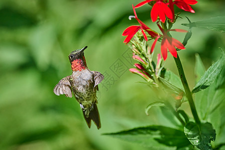 成年男性小木屋在一朵主花Lobelia 红衣主教上喂食背景蜂鸟红宝石观鸟花园荒野花蜜翅膀女性航班图片