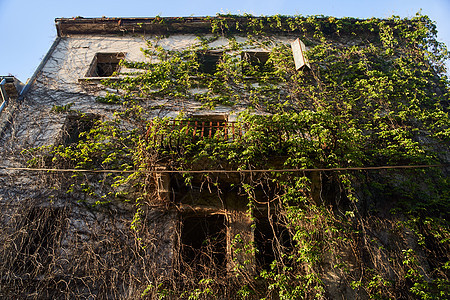 在黑山黑塞格诺维 一栋老房子因绿绿化而过度生长花园旅行景观植物群地标建筑学建筑植物历史性旅游图片