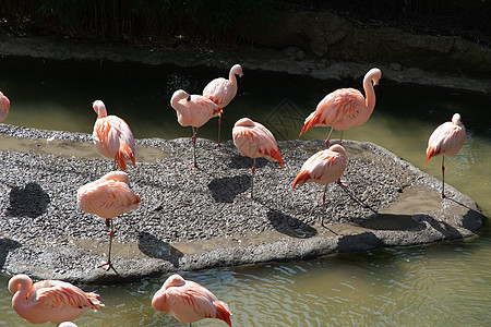 粉红火烈鸟站在水里 捕食食物 捕食美丽的异国鸟类热带反思野生动物羽毛荒野池塘团体蓝色动物群建筑学图片