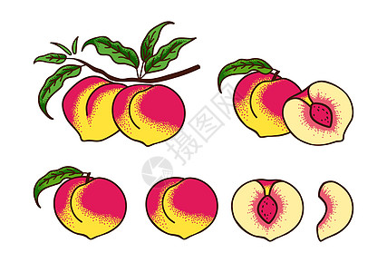 白色上隔离了一套成熟的桃子 用纹理绘制矢量图示图片