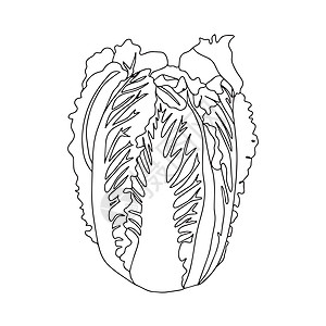 手画中国卷心菜的草图图片